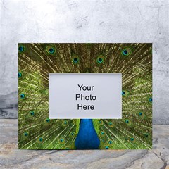 Peacock Feathers Bird Plumage White Tabletop Photo Frame 4 x6 