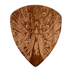 Peacock Feathers Bird Plumage Wood Guitar Pick (set Of 10) by Perong