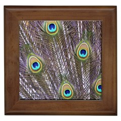 Peacock Bird Feathers Plumage Peacock Framed Tile by Perong