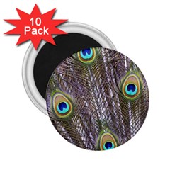 Peacock Bird Feathers Plumage Peacock 2 25  Magnets (10 Pack)  by Perong