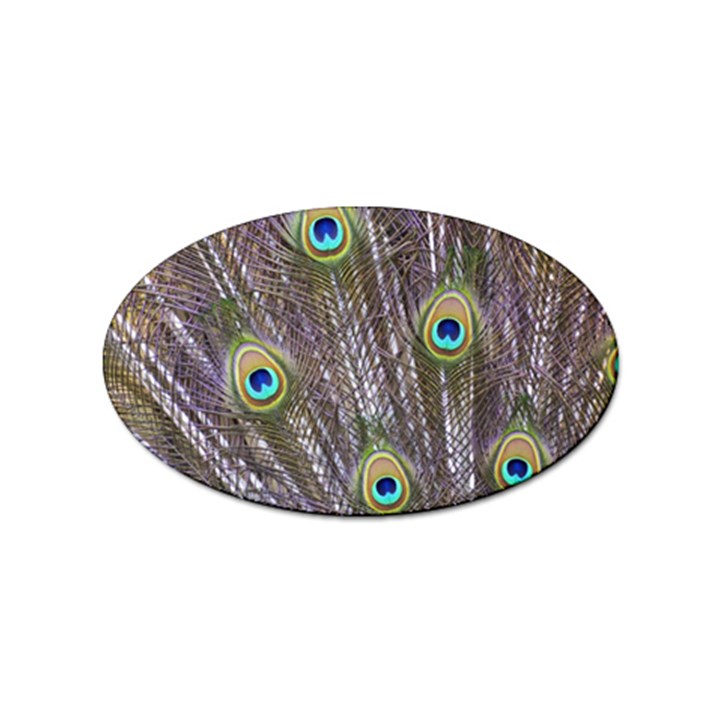 Peacock Bird Feathers Plumage Peacock Sticker (Oval)