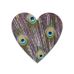 Peacock Bird Feathers Plumage Peacock Heart Magnet by Perong