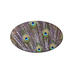 Peacock Bird Feathers Plumage Peacock Sticker Oval (10 Pack)