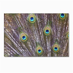 Peacock Bird Feathers Plumage Peacock Postcards 5  X 7  (pkg Of 10) by Perong