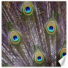 Peacock Bird Feathers Plumage Peacock Canvas 12  X 12 