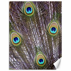 Peacock Bird Feathers Plumage Peacock Canvas 12  X 16 