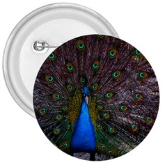 Bird Peacock Feathers 3  Buttons by Perong