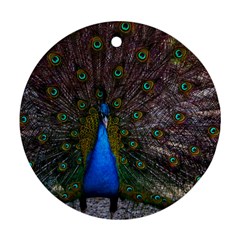 Bird Peacock Feathers Ornament (round) by Perong