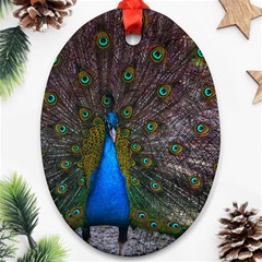 Bird Peacock Feathers Ornament (oval)