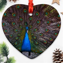 Bird Peacock Feathers Ornament (heart)