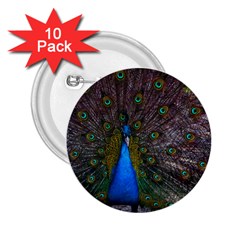 Bird Peacock Feathers 2 25  Buttons (10 Pack)  by Perong