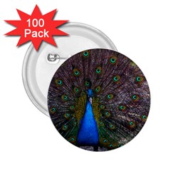 Bird Peacock Feathers 2 25  Buttons (100 Pack)  by Perong