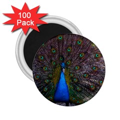 Bird Peacock Feathers 2 25  Magnets (100 Pack) 