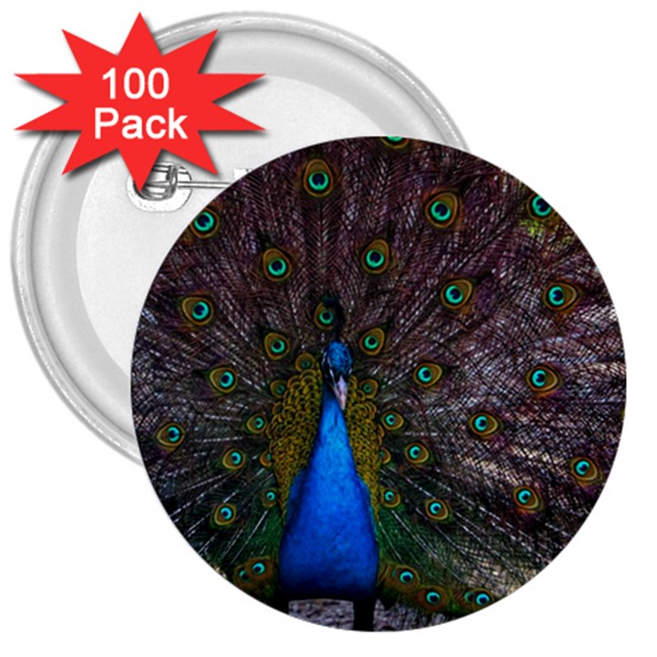 Bird Peacock Feathers 3  Buttons (100 pack) 