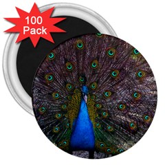 Bird Peacock Feathers 3  Magnets (100 Pack)