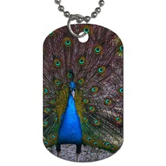 Bird Peacock Feathers Dog Tag (one Side) by Perong