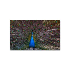 Bird Peacock Feathers Sticker Rectangular (10 Pack) by Perong