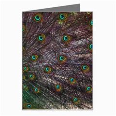 Bird Peacock Feathers Greeting Card by Perong