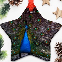 Bird Peacock Feathers Star Ornament (two Sides)