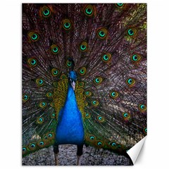 Bird Peacock Feathers Canvas 12  X 16 