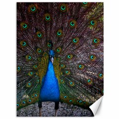 Bird Peacock Feathers Canvas 36  X 48 