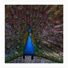 Bird Peacock Feathers Medium Glasses Cloth (2 Sides) by Perong