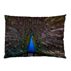 Bird Peacock Feathers Pillow Case (two Sides) by Perong