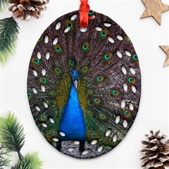 Bird Peacock Feathers Ornament (oval Filigree)