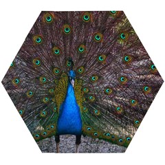 Bird Peacock Feathers Wooden Puzzle Hexagon by Perong