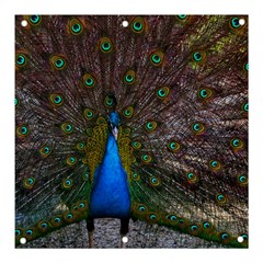 Bird Peacock Feathers Banner And Sign 3  X 3  by Perong