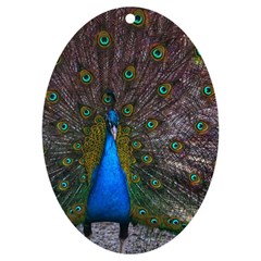 Bird Peacock Feathers Uv Print Acrylic Ornament Oval