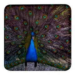 Bird Peacock Feathers Square Glass Fridge Magnet (4 Pack) by Perong