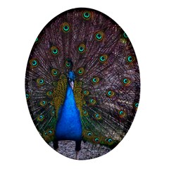 Bird Peacock Feathers Oval Glass Fridge Magnet (4 Pack) by Perong