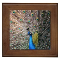 Peacock Bird Animal Peafowl Framed Tile by Perong