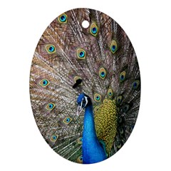 Peacock Bird Animal Peafowl Ornament (oval) by Perong