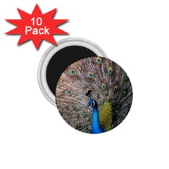 Peacock Bird Animal Peafowl 1 75  Magnets (10 Pack) 