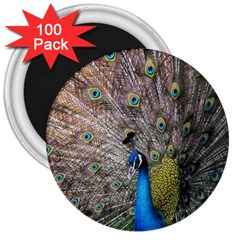 Peacock Bird Animal Peafowl 3  Magnets (100 Pack)