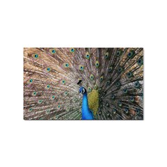 Peacock Bird Animal Peafowl Sticker (rectangular)