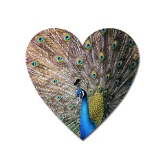 Peacock Bird Animal Peafowl Heart Magnet by Perong