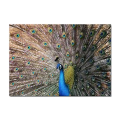 Peacock Bird Animal Peafowl Sticker A4 (10 Pack) by Perong