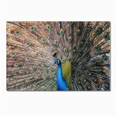 Peacock Bird Animal Peafowl Postcard 4 x 6  (pkg Of 10) by Perong