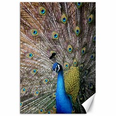 Peacock Bird Animal Peafowl Canvas 20  X 30  by Perong