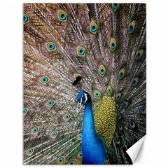 Peacock Bird Animal Peafowl Canvas 36  X 48 