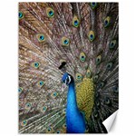 Peacock Bird Animal Peafowl Canvas 36  x 48  35.26 x46.15  Canvas - 1