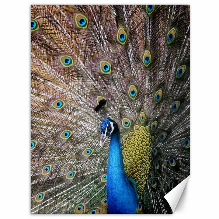 Peacock Bird Animal Peafowl Canvas 36  x 48 