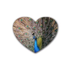 Peacock Bird Animal Peafowl Rubber Heart Coaster (4 Pack)