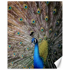 Peacock Bird Animal Peafowl Canvas 11  X 14  by Perong