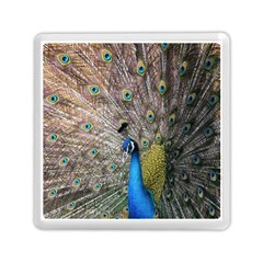 Peacock Bird Animal Peafowl Memory Card Reader (square) by Perong