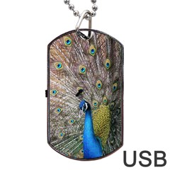 Peacock Bird Animal Peafowl Dog Tag Usb Flash (one Side) by Perong