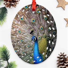 Peacock Bird Animal Peafowl Ornament (oval Filigree)